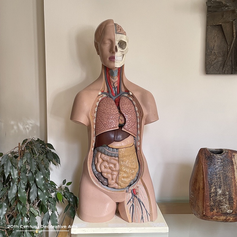  Large Vintage Anatomy Model, Made by 3B, West Germany c1960’s 