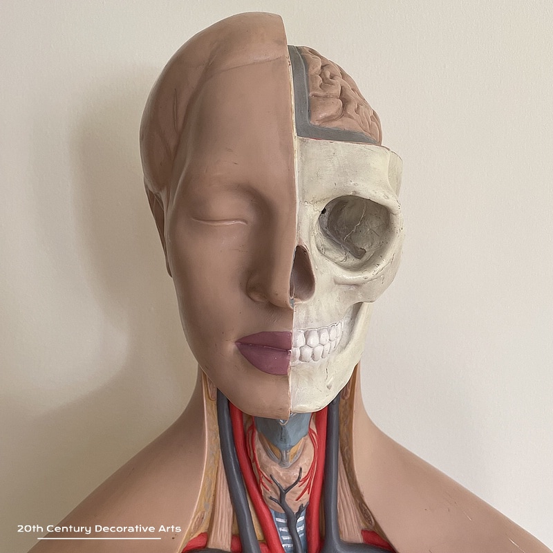 Large Vintage Anatomy Model, Made by 3B, West Germany c1960’s 